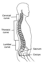 how to prevent lower back pain after deadlifts - Hashi Mashi Fit Apprentice program - image credit: https://theartofmanliness.com