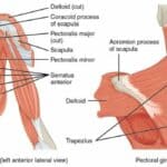 bones of the shoulder girdle and muscles
