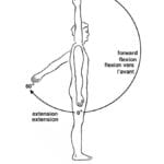 shoulder flexion