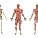 what is kinesiology