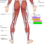 stiff leg deadlift anatomy of hamstring muscles