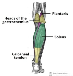 calves muscles used in straight leg deadlifts image credit teachmeanatomy