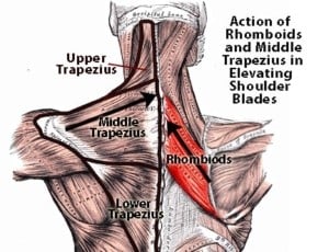 trapezius upper middle lower image credit stormshannon