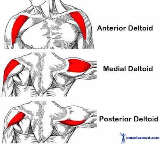 8 Best Lateral Deltoid Exercises + Workout for Broader Shoulders